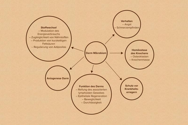 Schematische Darstellung der Interaktionen des Darmmikrobioms
