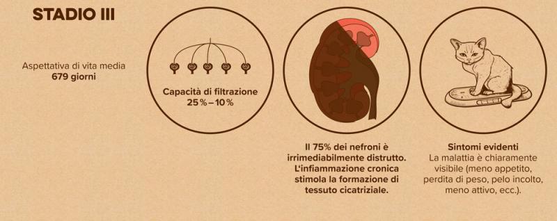 Diagramma: Stadio 3 della malattia renale nei gatti