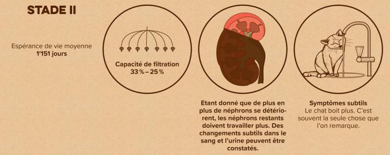 Schéma : Stade 2 de la maladie rénale chez le chat