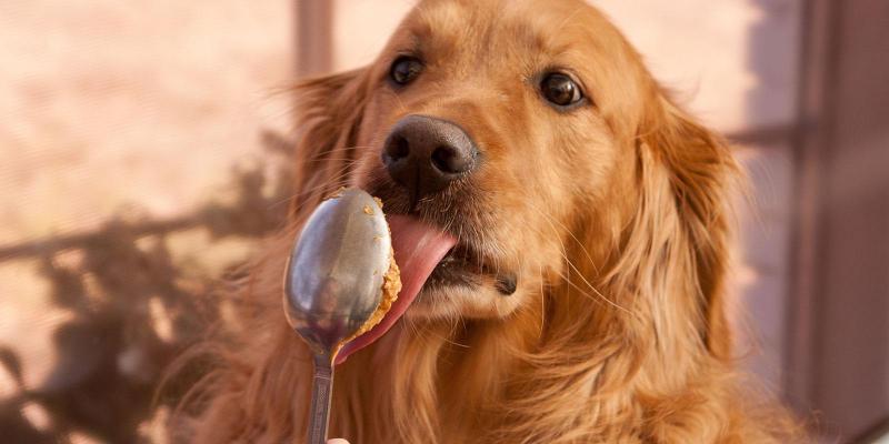 Hund mit Hundewurst