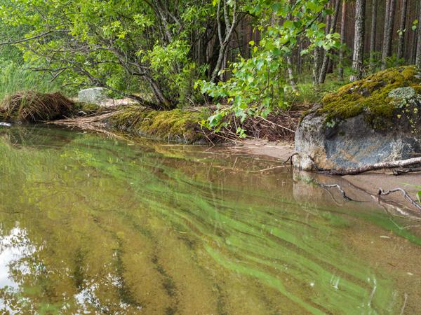 Dépôt verdâtre et visqueux à la surface de l'eau